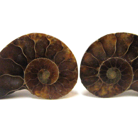 Ammonite Fossil Cufflinks